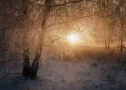 Oszronione drzewa w blasku wschodzącego słońca
