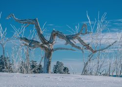 Oszronione drzewa w polu zimą
