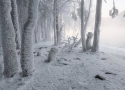 Zima, Drzewa, Szron, Mgła, Las