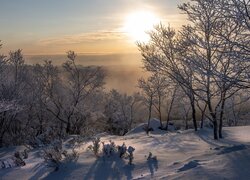 Zima, Oszronione, Drzewa, Śnieg, Słońce