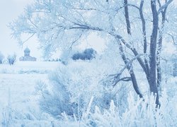 Zima, Drzewa, Śnieg, Szron, Trawa, Cerkiew