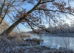 Oszronione drzewo i trawa nad rzeką