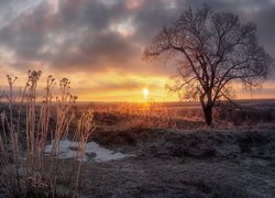 Zima, Wschód słońca, Krzewy, Drzewo, Pole