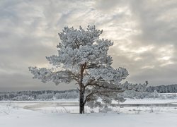 Zima, Oszronione, Drzewo