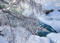 Oszronione gałęzie nad śniegiem na brzegach rzeki