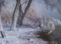Oszronione krzewy i drzewa nad brzegiem rzeki