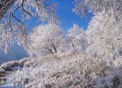Oszronione krzewy i drzewa nad rzeką