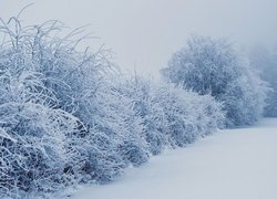 Zima, Śnieg, Oszronione, Krzewy, Drzewa, Mgłą