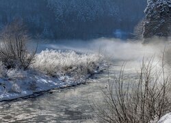 Oszronione krzewy i trawa nad rzeką