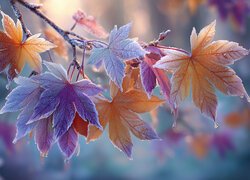 Oszronione liście klonu na gałązce