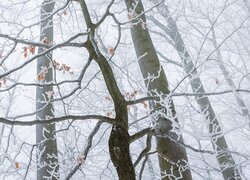 Oszronione liście na drzewie w zamglonym lesie