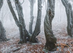 Oszronione opadłe liście pod drzewami w zamglonym lesie