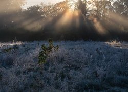 Łąka, Drzewa, Rośliny, Szron, Przebijające światło