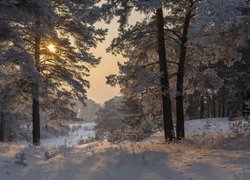 Zima, Las, Sosny, Szron, Wschód słońca, Śnieg