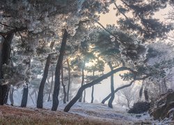 Drzewa, Oszronione, Sosny, Trawa, Zima