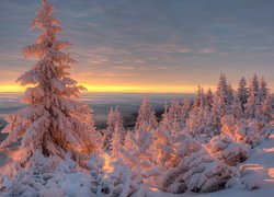 Zima, Śnieg, Wschód słońca, Świerki, Ośnieżone, Rozświetlone