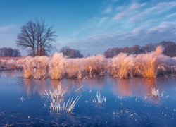 Jezioro, Zima, Oszronione, Szuwary, Trawa, Drzewa, Wschód słońca