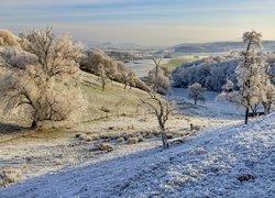 Oszronione trawy i drzewa na wzgórzach