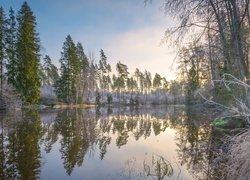 Oszronione trawy i drzewa nad rzeką Virojoki River w Finlandii