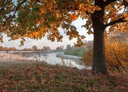 Oszronione trawy pod dębem nad rzeką