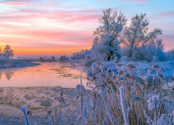 Oszronione trzciny nad rzeką