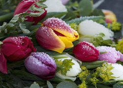 Kwiaty, Oszronione, Tulipany, Kolorowe