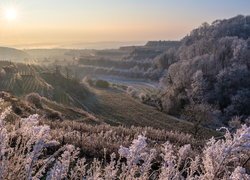 Oszronione winnice na wzgórzach Kaiserstuhl