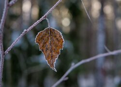 Oszroniony jesienny liść na gałązce