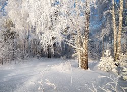 Zima, Las, Ośnieżone, Drzewa, Brzozy