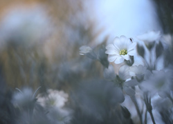 Rogownica, Biały, Kwiat, Owad