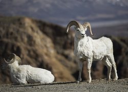 Owce jukońskie