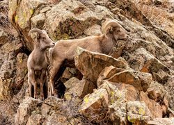 Owce kanadyjskie na skałach