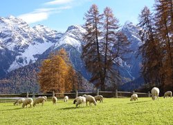 Owce na pastwisku w górach