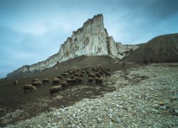 Owce na tle ukraińskiej góry Ak-Kaja