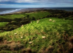 Rezerwat przyrody Farewell Spit, Nowa Zelandia, Krajobraz, Wzgórza, Trawa, Owce, Morze, Wybrzeże