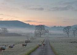 Owce na zamglonym pastwisku i  drodze