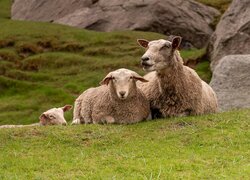 Owce odpoczywające na trawie