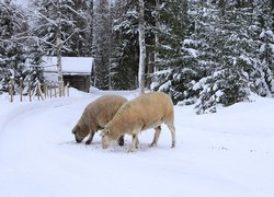 Owce, Las, Dom, Ścieżka, Zima