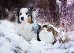 Owczarek australijski i kot siedzą na śniegu obok uschniętych traw