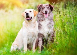 Labrador retriever, Owczarek australijski, Łąka, Trawa