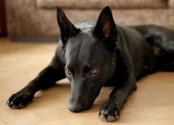 Owczarek australijski kelpie leży na podłodze