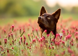 Pies, Mordka, Owczarek australijski kelpie, Łąka, Kwiaty