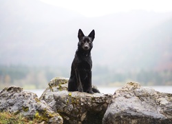 Skały, Pies, Owczarek australijski Kelpie