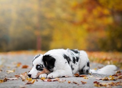 Owczarek australijski, Australian shepherd, Alejka, Liście