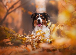 Owczarek australijski, Australian shepherd, Gałęzie, Liście