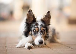 Pies, Border collie, Mordka, Chodnik