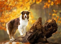 Pies, Owczarek australijski, Drzewo