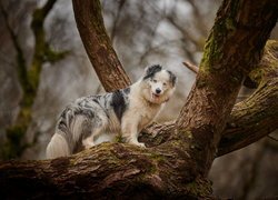 Owczarek australijski na konarze