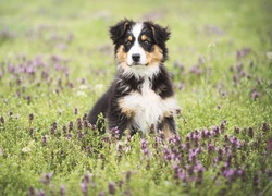 Owczarek australijski, Australian shepherd, Szczeniak, Łąka