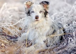 Pies, Owczarek australijski, Trawa, Oszronione, Źdźbła